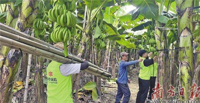 精准滴灌 告别“靠天吃饭” 中华财险“一县一品”模式为沧州农户收入兜底