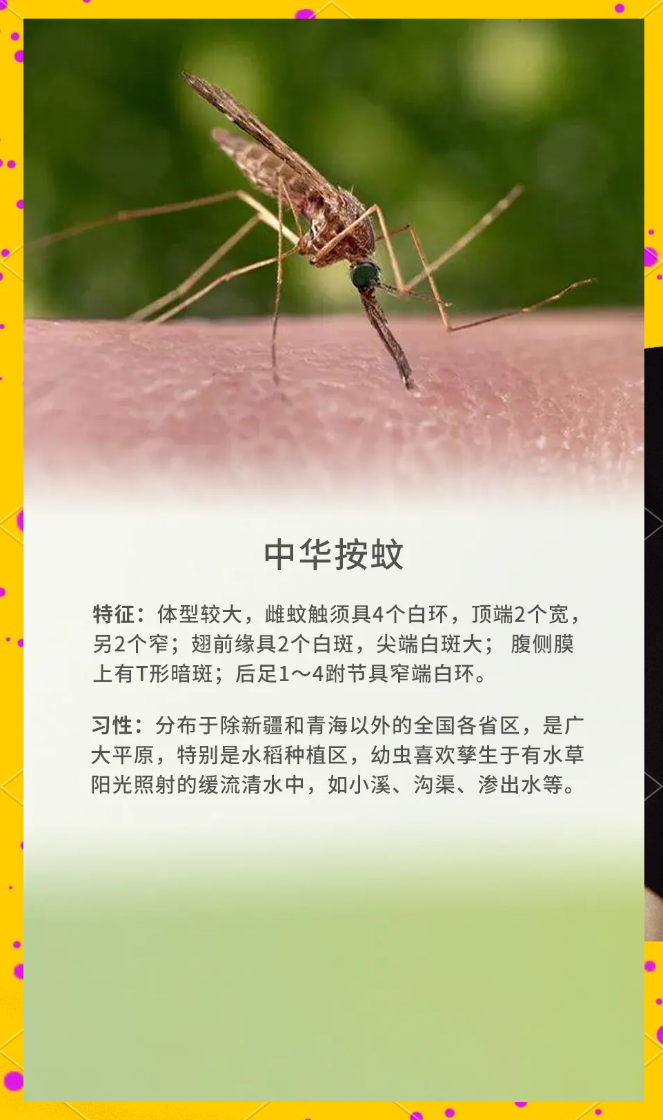 唠“科”话丨为啥蚊子总叮你?“招蚊”跟血型相关?